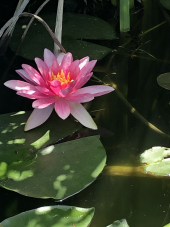 La Foto del Giorno (25 mag.)