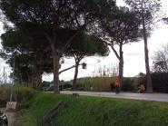Iniziato il taglio dei pini