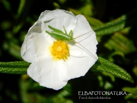 La Foto del Giorno (12 apr.)