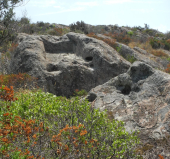 Capraia e i suoi antichi Palmenti