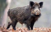 Giovane aggredito e ferito da un cinghiale