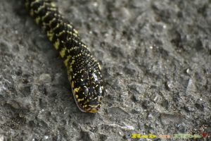La (illogica) paura dei nostri serpenti e la illegalità di ucciderli