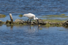 La Foto del Giorno (1° giu.)