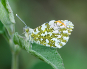 La Foto del Giorno (11 apr.)