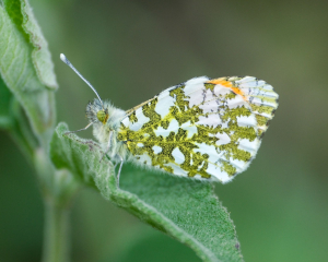 La Foto del Giorno (11 apr.)