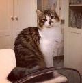 Aiutateci a ritrovare Pippo