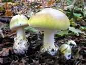 Funghi, meglio non correre rischi: i consigli dei micologi della ASL per evitare intossicazioni