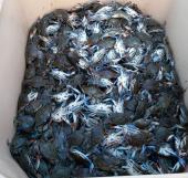 Granchio blu, Fedagripesca Toscana: “Invasione in tutta la costa toscana”