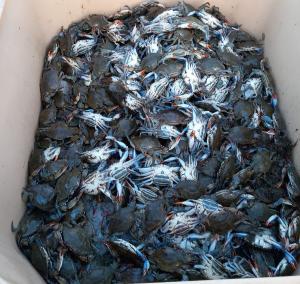 Granchio blu, Fedagripesca Toscana: “Invasione in tutta la costa toscana”