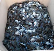 Granchio blu, Fedagripesca Toscana: “Invasione in tutta la costa toscana”