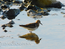 Un Gambecchio nello scalo migratorio di San Giovanni
