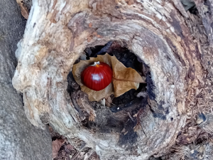 La Foto del Giorno (16 ott.)