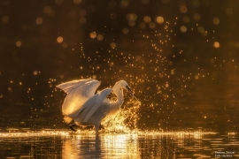Mola, i vincitori del contest fotografico sulla vita nelle Zone umide dell’Isola d’Elba