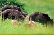 Comunità del Parco sull'emergenza ungulati, il punto anche sul deposito di stoccaggio delle carni