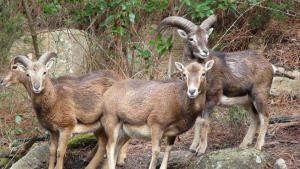 Video: Mufloni e Bufale  al Giglio: un supposto &quot;scandalo ambientale&quot; montato sul nulla