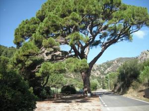 Porto Azzurro: come si cerca di salvare il &quot;Nonno Pino&quot;  di Monserrato…