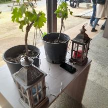 Piante che suonano e agricoltura innovativa: le esperienze degli studenti del Cerboni