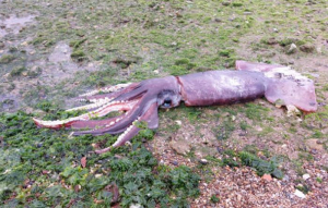 Indagine sul grande totano nero spiaggiato a marzo all’Isola d’Elba