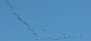 Il ponte sullo stretto, l'uccello migratore ed il rigassificatore