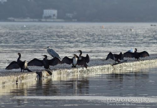 Il Volo dei Cormorani