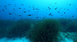 Posidonia &quot;la dolce&quot;: le stupefacenti scoperte di uno studio all&#039;Elba e in Belize