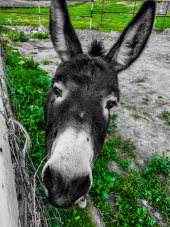 Umberto Mazzantini: L’isola spezzata