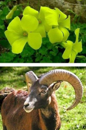 A Procchio si parlerà di Specie Aliene all'Elba con Leonardo Forbicioni