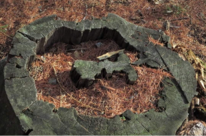 “Pareidolia” - La Foto della Settimana è di Anna Fabbri