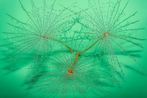 La Foto del Giorno (12 mag.)