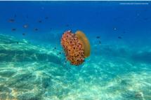 Lasciate in pace le meduse! Nel mare dell’Elba e in tutto il Mediterraneo
