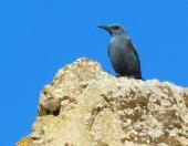 Il canoro e romantico Passero Solitario