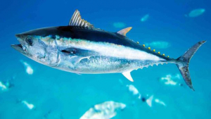 Stop alla pesca sportiva del tonno rosso