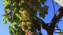 Il vino 'marino' di Arrighi raccontato in un servizio del TG1