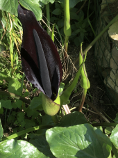 Fotonotizia: La Calla Nera