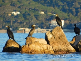 La Foto del Giorno (18 gen.)