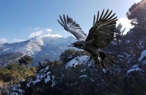 La vigilia dei corvi