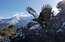 La vigilia dei corvi