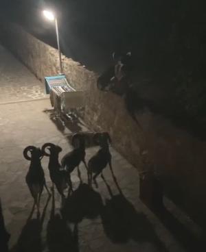 Passeggiata notturna dei mufloni a Marciana Marina - Il video