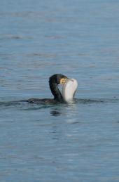 La Foto del Giorno (6 feb.)