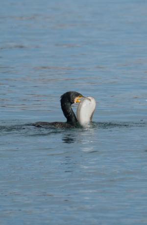 La Foto del Giorno (6 feb.)