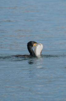 La Foto del Giorno (6 feb.)