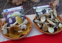 Funghi, bilancio 2025: i micologi dell’Azienda USL Toscana nord ovest puntano sulla prevenzione