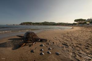 Azzurra e le tartarughine del Maestro Luca Polesi prendono il mare dalla spiaggia di Campo