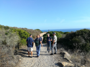 Giglio: gestione mufloni, ordinanza del Parco, interdette alcune aree dell'Isola