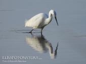 La Foto del Giorno (4 mar.)