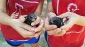 Soccorso e recupero di animali selvatici:  con delle procedure chiare da seguire e l'aiuto di tutti possiamo fare di meglio.