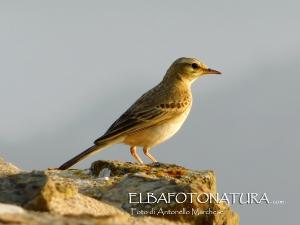 La Foto del Giorno (11 giu.)