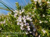 La Foto del Giorno (3 ott.)