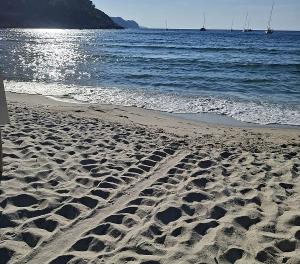 A Fetovaia il primo nido di tartarughe marine all’Elba del 2026