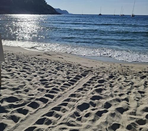 A Fetovaia il primo nido di tartarughe marine all’Elba del 2026
